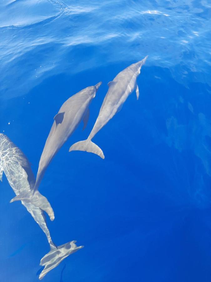 Homestay Blue Shark Divers *
