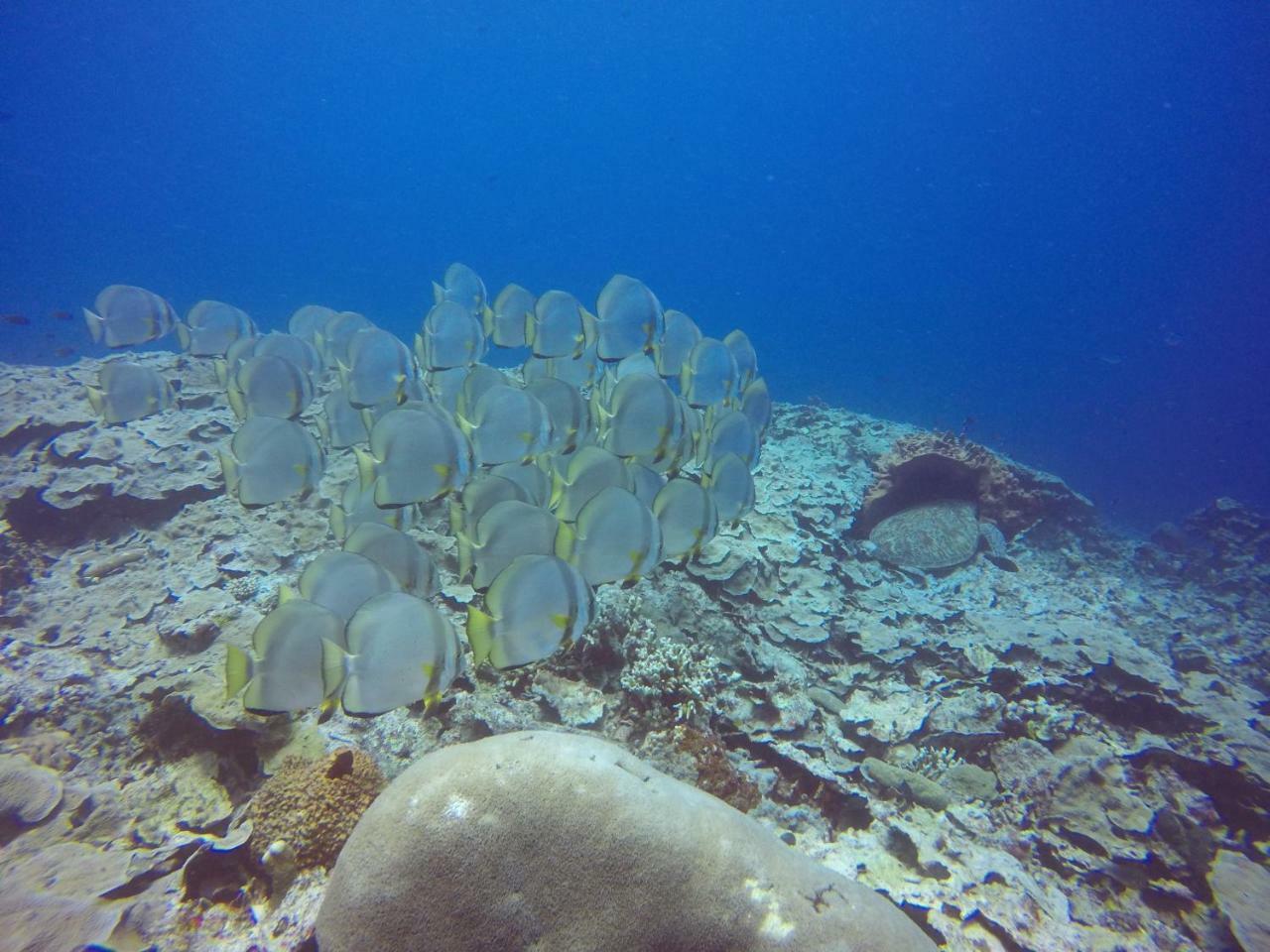Homestay Blue Shark Divers *